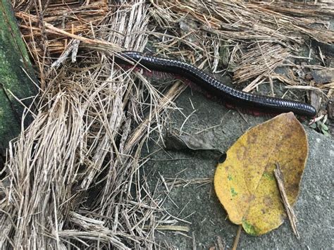 Centipede in Its Natural Habitat, Fascinating Crawling Anthropod with ...