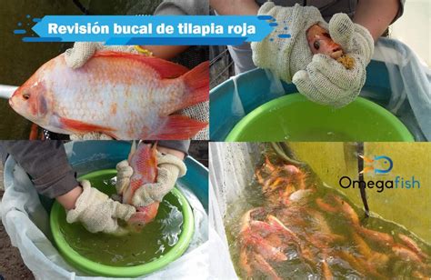 Reproduccion Y Manejo De Alevinos De Tilapia Roja Tvagro