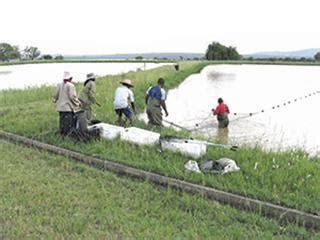 About pond aquaculture | Farmer's Weekly