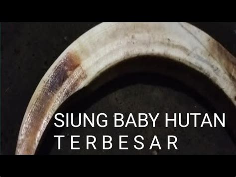 Siung Baby Hutan Terbesar YouTube