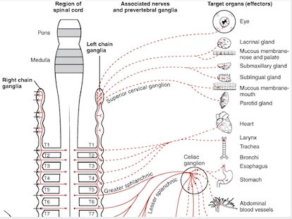 Paravertebral Ganglia