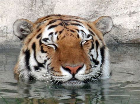 Orange Tiger Wild Cats Tiger Big Tigger