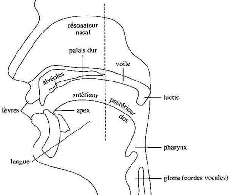 Valeur phonétique de la lettre aleph