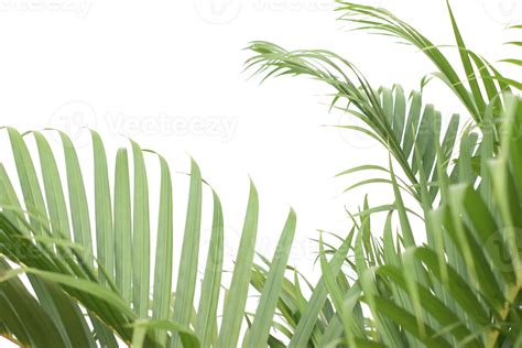 Green Tropical Branch Palm Leaf With Shadow On Transparent Background