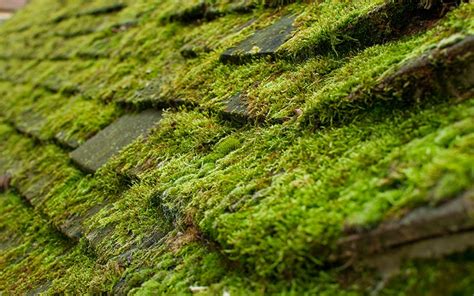 Proven Ways To Prevent Lichen From Growing On Your Roof Eathappyproject