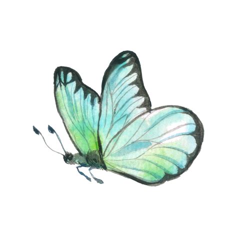 Butterfly Watercolor Insect Hand Painted Png