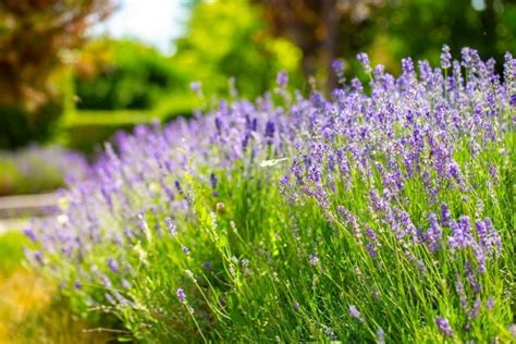 Jardiner A Reproducir Lavanda En Agua Y Tener Una Hermosa Planta