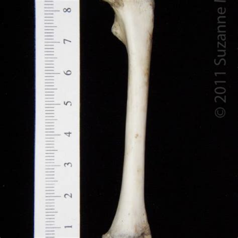 Posterior View Left Opossum Femur Boneid