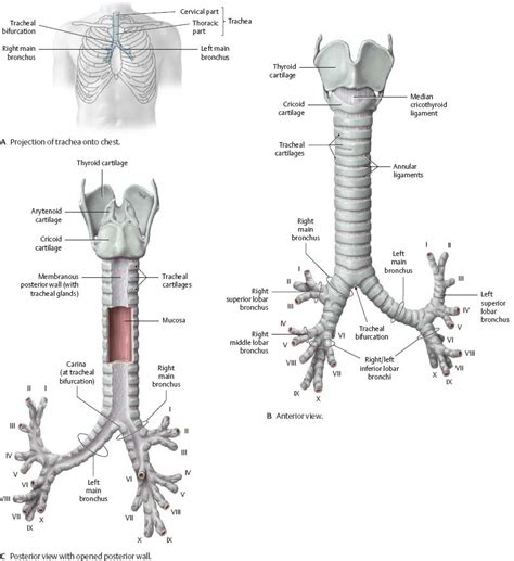 Carina Trachea Bifurcation