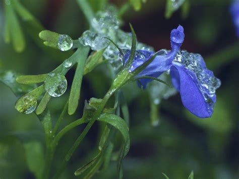 Frozen Lobelia PICT0682 View On Black Jobcibi Flickr