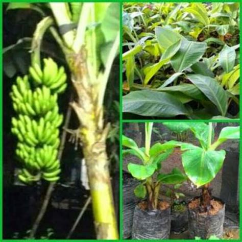 Jual Bibit Tunas Pisang Cavendish Unggul Shopee Indonesia