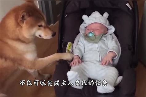 柴犬看见小主人在不停地哭泣，竟然跑去安慰主人，这狗怕是成精了柴犬主人