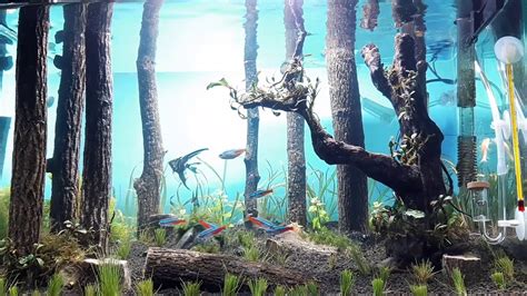 Aquascape Tema Hutan Pemula Youtube