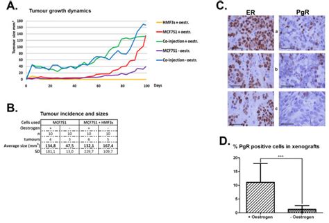 Hmf3s Fibroblasts Stimulate Tumour Growth Of Mcf7s1 Cells In Xenograft