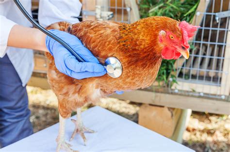 Unraveling Fowlpox In Chickens Understanding The Disease And Ensuring