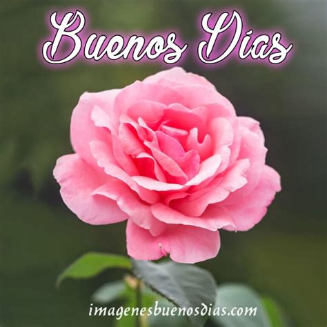 Im Genes Buenos D As Con Flores Im Genes Buenos D As