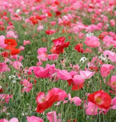 Shirley Semillas De Flores De Amapola De Una Sola Mezcla Para Plantar