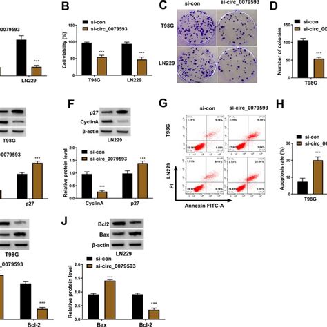 Effect Of Circ 0079593 Knockdown On Glioma Cell Proliferation And