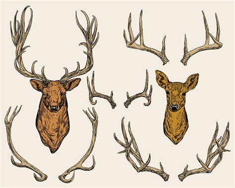 28 200 Antler Stock Illustrations Royalty Free Vector Graphics And Clip