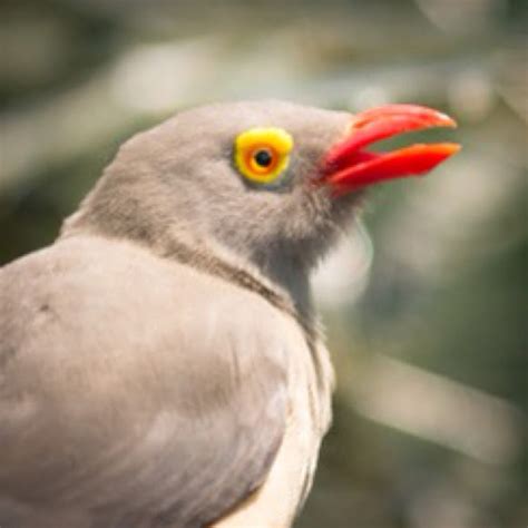 Red-billed Oxpecker | Project Noah