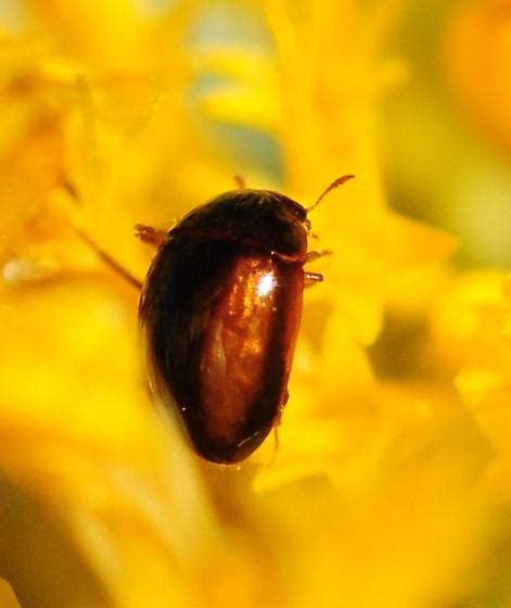 Shining Flower Beetle Olibrus BugGuide Net