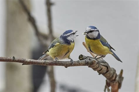 Blaumeisen Pärchen Foto And Bild Tiere Wildlife Wild Lebende Vögel Bilder Auf Fotocommunity