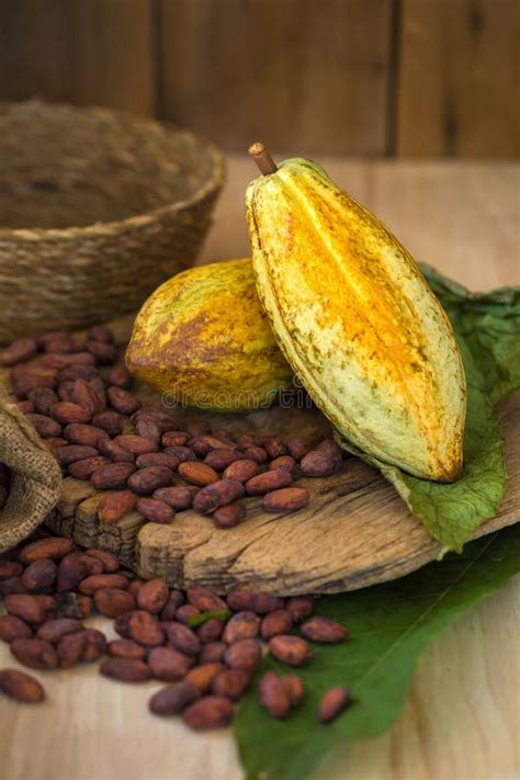 Cacao Fruit Raw Cacao Beans Cocoa Pod On Wooden Background Stock