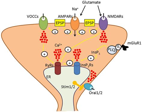 Frontiers Stim And Orai Proteins In Neuronal Ca2 Signaling And