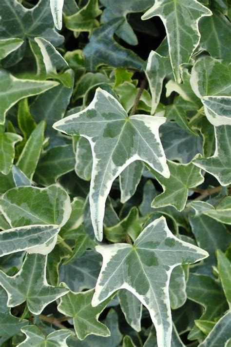 Buy Variegated Needlepoint Ivy Hedera Plants Free Shipping Wilson