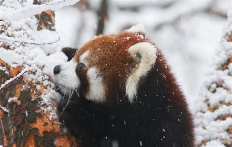 Hide N Seek With Red Pandas D Red Panda Cute Red Panda Cute