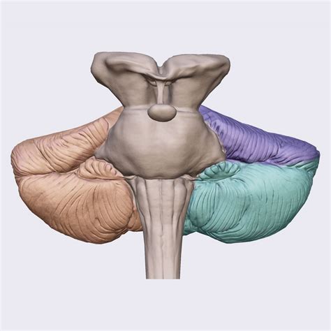 Cerebellum Of Brain Head And Neck Anatomy App Learn