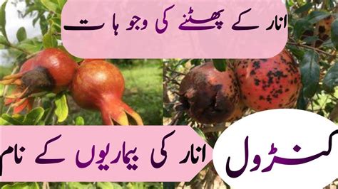 Pomegranate Plants Chemical Treatment Culture Practices Asifshabbirscholar Agriculture