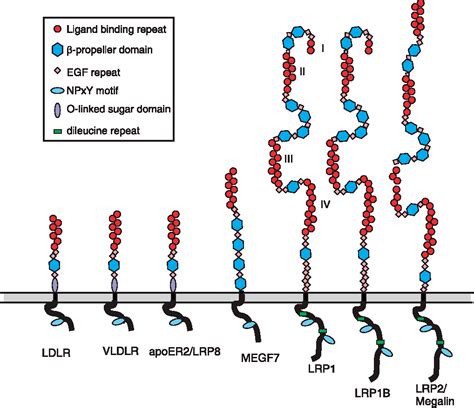 Figure 2 from LDL receptor-related protein 1: unique tissue-specific ...