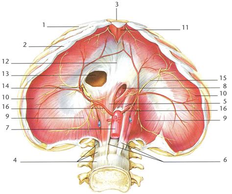 Diafragma Fisioterapia Respiratoria En T Xum Fisioterapia