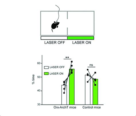 Role Of Natural Orexin Cell Activity In Spatial Avoidance