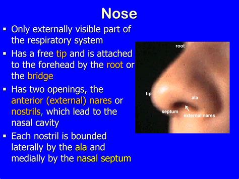 Ppt Nose Nasal Cavity And Paranasal Sinuses Powerpoint Presentation Id 3070643