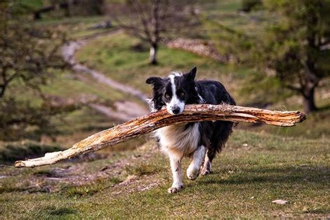 Border Collie Dog Breed Profile Weight Size Lifespan Facts