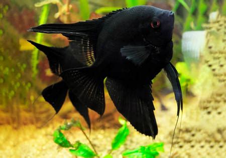 Types Of Aquarium Fishes With Pictures And Names - Infoupdate.org