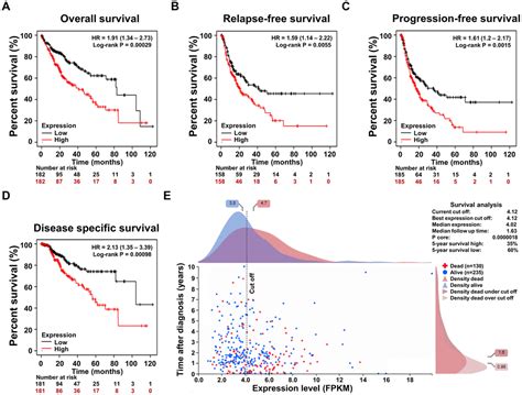 Steroid 5 Alpha Reductase 3 SRD5A3 Promotes Tumor Growth And Predicts