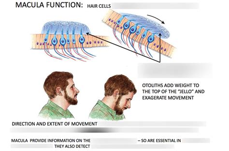 Week 6 - Macula Function Diagram Diagram | Quizlet