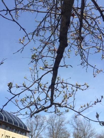 American Sweetgum | Yale Nature Walk