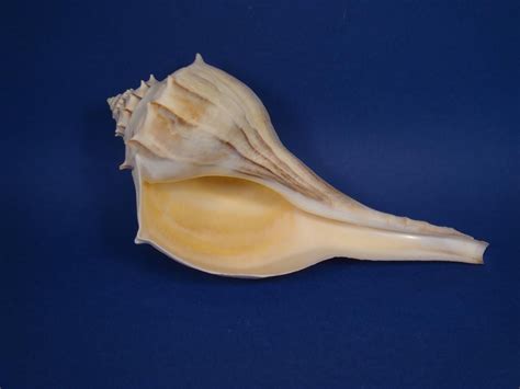 The Lightning Whelk Is The State Shell Of Texas And This Large Shell Is