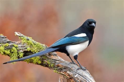 Uncovering the Mystery of the Black-Billed Magpie: Amazing Facts You ...