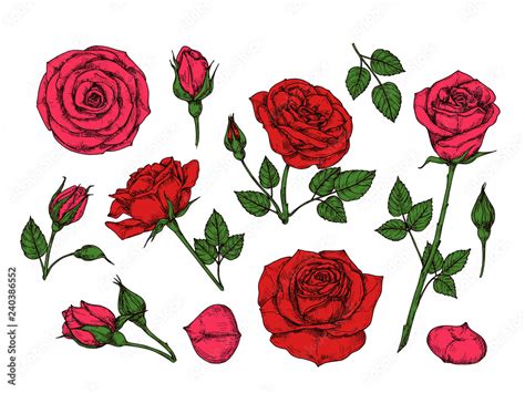 Red Rose Hand Drawn Roses Garden Flowers With Green Leaves Buds And