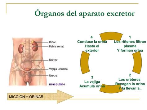 Sistema Excretor Clase Ppt Descarga Gratuita