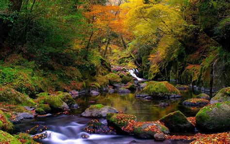 la forêt du ruisseau l automne paysage naturel fond d écran 2560x1600