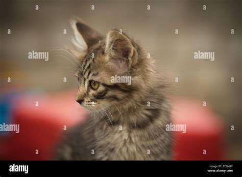 A Small Fluffy Tabby Cat Poses For The Camera And Looks With His Cute