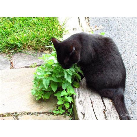 เมล็ดพันธุ์ Seeds เมล็ดพันธุ์ แคทนิป Catnip Seed บรรจุ 1000 เมล็ด