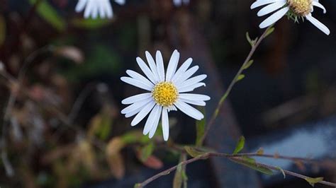 fiower nature images pixabay