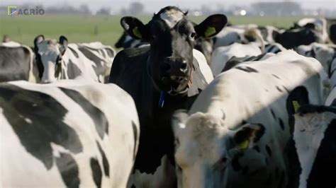 Melkveehouders Doen De Koeien Weer Naar Buiten Vee En Gewas Nl